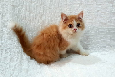 Simba - Persian Cat