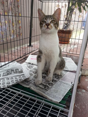 Little Spider - Domestic Short Hair Cat