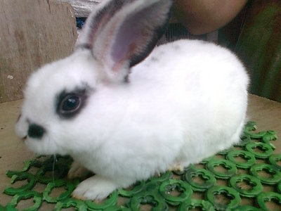 Mini Rex 6 - Mini Rex Rabbit