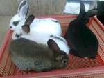 Mini Rex 6 - Mini Rex Rabbit