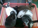 Mini Rex 6 - Mini Rex Rabbit