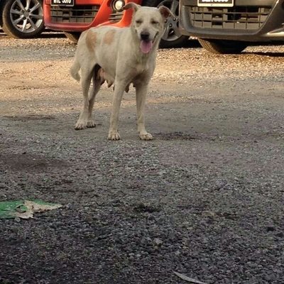 PF56634 - Jack Russell Terrier Mix Dog