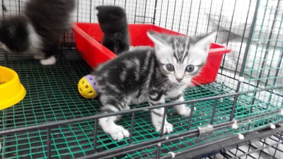 PF56635 - American Shorthair Cat