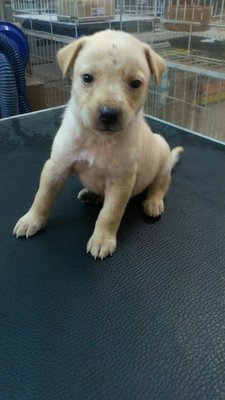 W8 - Mixed Breed Dog