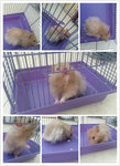 Syrian Hamster - Syrian / Golden Hamster Hamster