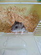 Syrian Hamster - Syrian / Golden Hamster Hamster
