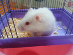 Syrian Hamster - Syrian / Golden Hamster Hamster