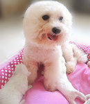 Quality Bichon Frise - Bichon Frise Dog