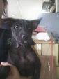 Blackie Sg Chua - Mixed Breed Dog