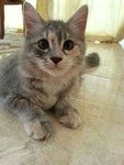 Mico - Domestic Medium Hair Cat