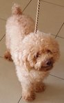 Unknown - Poodle Dog