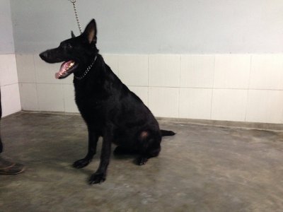 Shyama - German Shepherd Dog Dog