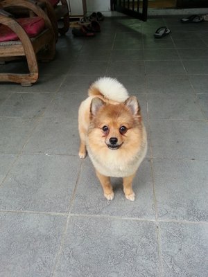 PF56709 - Pomeranian Dog