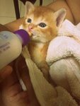 When I was a small kitty, Mom and Sis saved me. I was bottle-fed