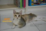 she has beautiful big eyes, tricolor with white socks, bob tail 