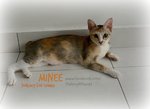 Minee,  One &amp; The Only - Domestic Short Hair Cat