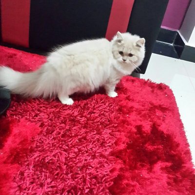 Oli - Persian Cat