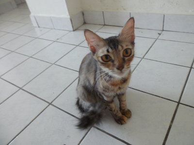 Bulat - Domestic Medium Hair Cat