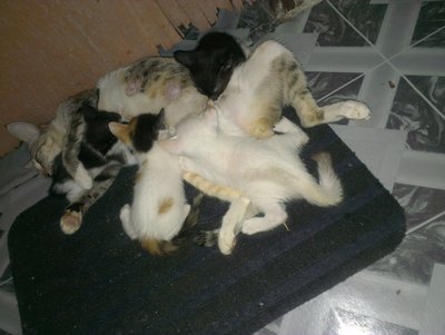Kittens - Domestic Short Hair Cat