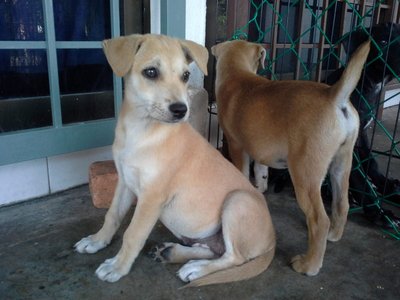 Hazel  - Mixed Breed Dog