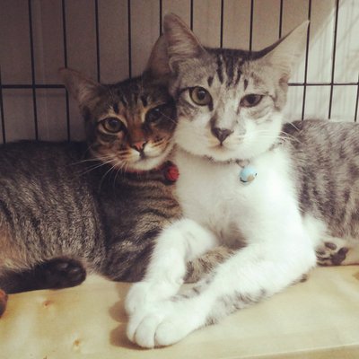 Yokan &amp; Moki - Tabby Cat