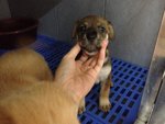 Rosie  - Golden Retriever Mix Dog