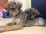 Rosie  - Golden Retriever Mix Dog