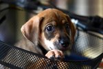 Rosie  - Golden Retriever Mix Dog