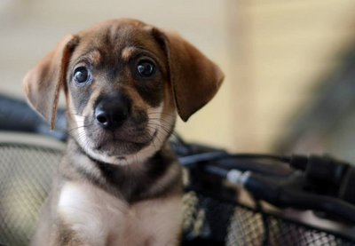 Rosie  - Golden Retriever Mix Dog