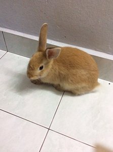 Jumbo Brown - Rex + Holland Lop Rabbit