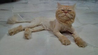 Lion cut ! :D