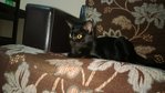 Nera  - Domestic Short Hair Cat