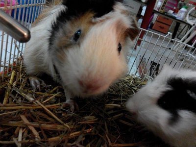 PF56790 - Guinea Pig Small & Furry