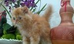 Diko.. - Persian Cat