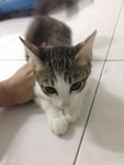 Miaomiao - Domestic Short Hair Cat