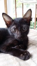 Batty Looking For A Family &amp; A Home - Domestic Short Hair Cat