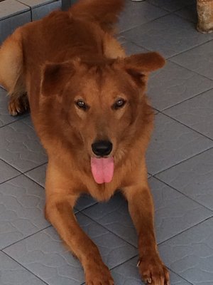 Mac - Golden Retriever Mix Dog