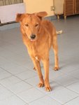 Mac - Golden Retriever Mix Dog