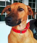 Handsome Mars  - Mixed Breed Dog