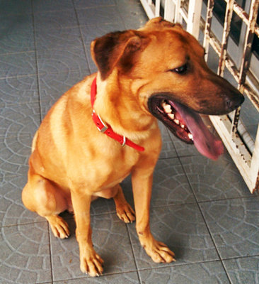 Handsome Mars  - Mixed Breed Dog