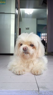 Suan Suan - Maltese Mix Dog