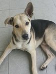 Ranger Adopted - Mixed Breed Dog