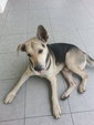 Ranger Adopted - Mixed Breed Dog