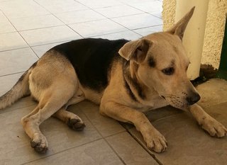 Ranger Adopted - Mixed Breed Dog