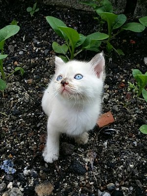 Casper &amp; Pucca - Domestic Long Hair + Persian Cat