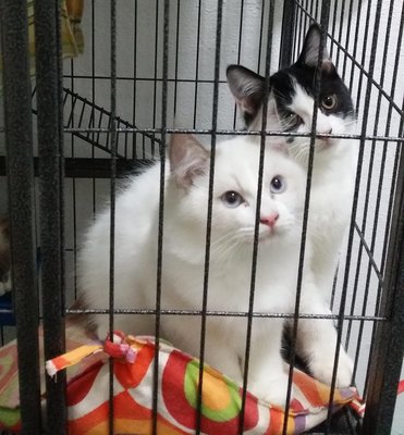 Debbie &amp; Kobbie - 3 Mth - Persian + Ragdoll Cat