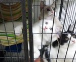 Debbie &amp; Kobbie - 3 Mth - Persian + Ragdoll Cat