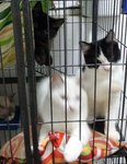 Debbie &amp; Kobbie - 3 Mth - Persian + Ragdoll Cat