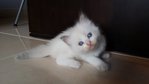 Debbie &amp; Kobbie - 3 Mth - Persian + Ragdoll Cat