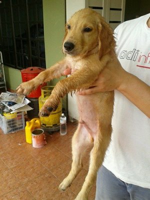 Golden Retriever  - Golden Retriever Dog